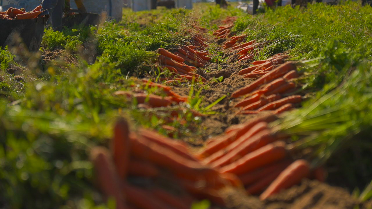 Egyptian Carrots